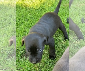 Cane Corso-Labrador Retriever Mix Puppy for sale in MEDFORD, OR, USA
