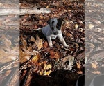 Puppy Tulip Australian Cattle Dog