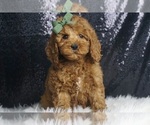 Puppy Sage AKC Poodle (Miniature)