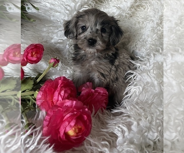 Medium Photo #1 Goldendoodle (Miniature) Puppy For Sale in ROWLEY, MA, USA