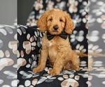 Small Photo #1 Poodle (Miniature) Puppy For Sale in HOLTWOOD, PA, USA