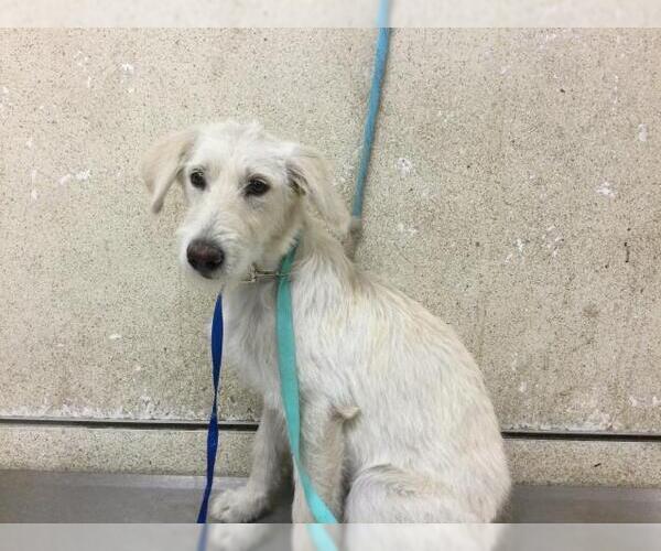 Medium Photo #1 Mutt Puppy For Sale in Riverside, CA, USA