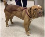 Small Bull-Boxer