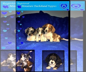 Dachshund Puppy for sale in GREENVILLE, TX, USA