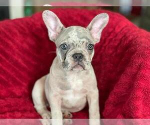 French Bulldog Puppy for sale in BOSTON, MA, USA