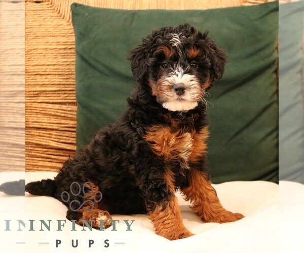 Medium Photo #2 Bernedoodle (Miniature) Puppy For Sale in NARVON, PA, USA