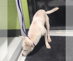 Chihuahua-Unknown Mix Dogs for adoption in Temple, TX, USA