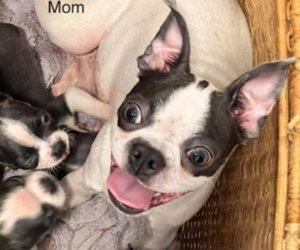 Mother of the Boston Terrier puppies born on 07/03/2022