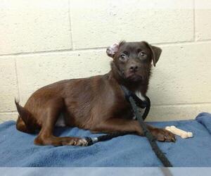 Chug Dogs for adoption in Downey, CA, USA