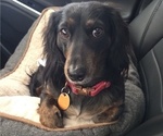 Small Photo #1 Dachshund Puppy For Sale in PASO ROBLES, CA, USA