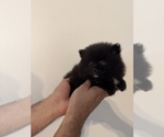 Small Pomeranian