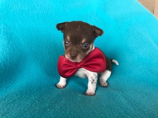 Chihuahua Puppy for sale in PEACH BOTTOM, PA, USA
