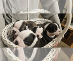 Small Boston Terrier