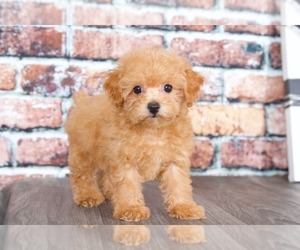 Poochon Puppy for sale in BEL AIR, MD, USA