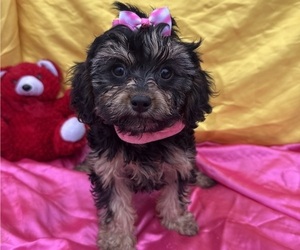 Cavapoo Puppy for sale in LANCASTER, MO, USA