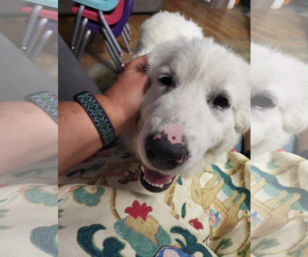 Medium Photo #1 Great Pyrenees Puppy For Sale in MIDWAY, UT, USA
