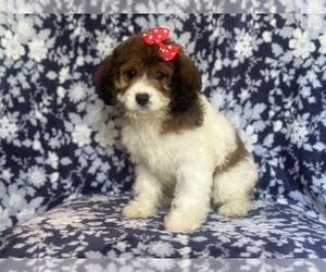 Cavapoo Puppy for sale in LAKELAND, FL, USA