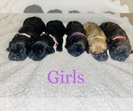 Small Photo #8 Cane Corso Puppy For Sale in OKLAHOMA CITY, OK, USA