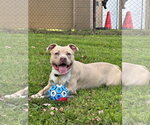 Enzo - Male American Staffordshire Terrier-Unknown Mix Dog for Adoption - Small photo