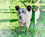 Small Photo #4  Puppy For Sale in , 