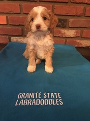Australian Labradoodle Puppy for sale in LONDONDERRY, NH, USA