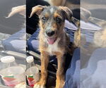 Small #2 Australian Shepherd Mix