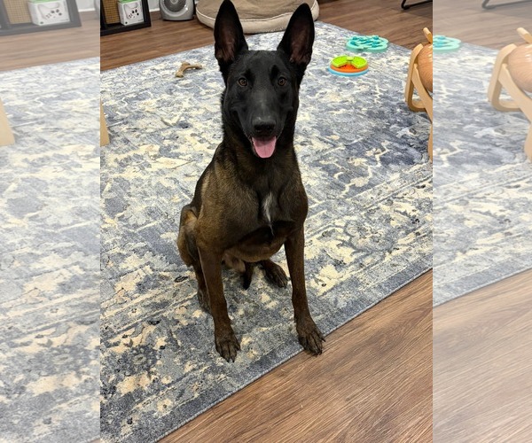 Medium Photo #1 Mutt Puppy For Sale in Stevens Point, WI, USA