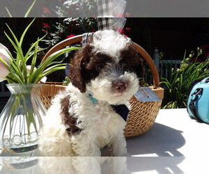 Poodle (Miniature) Litter for sale in SUGARCREEK, OH, USA