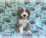 Small #6 Cockapoo