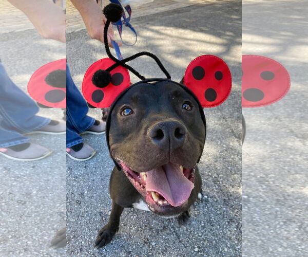 Medium Photo #36 Mutt Puppy For Sale in Pompano Beach , FL, USA