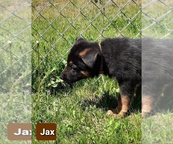 Medium Photo #1 German Shepherd Dog Puppy For Sale in EVANS, WA, USA