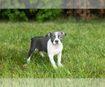 Small #7 Boston Terrier