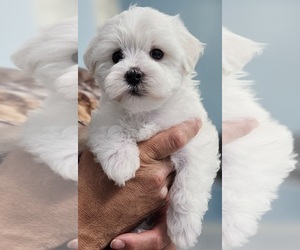 Medium Maltese