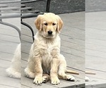 Small #3 Golden Retriever