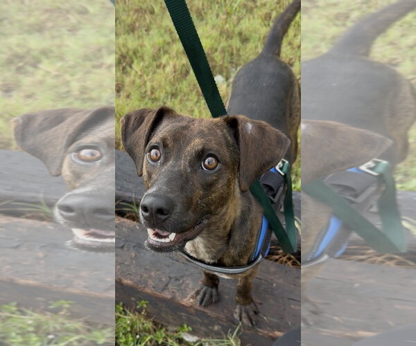 Medium Photo #6 Beagle-Plott Hound Mix Puppy For Sale in Sanford, FL, USA