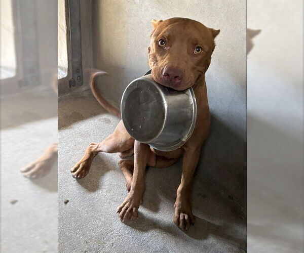 Medium Photo #2 American Pit Bull Terrier Puppy For Sale in San Bernardino, CA, USA