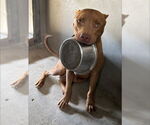 Small #1 American Pit Bull Terrier
