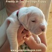 Small Photo #229 Dogo Argentino Puppy For Sale in PINEVILLE, MO, USA