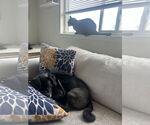 Small #5 Pug Mix