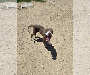 Labrador Retriever-Unknown Mix Dogs for adoption in Maquoketa, IA, USA