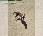 Small Labrador Retriever Mix