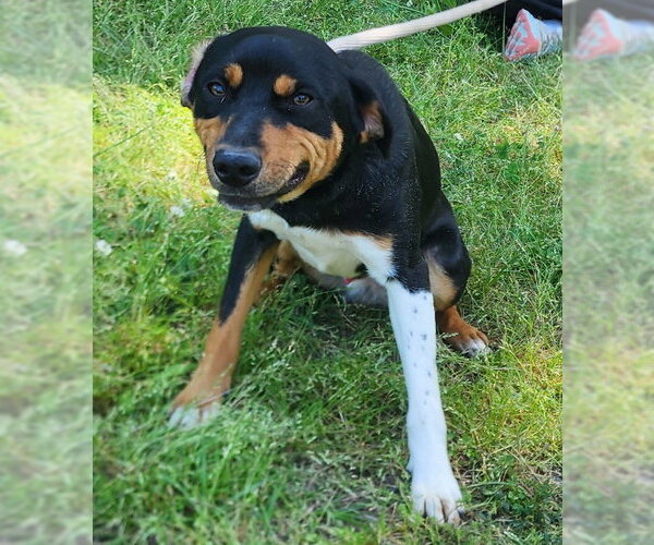 Medium Photo #2 Mutt Puppy For Sale in Wetumpka, AL, USA