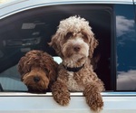 Small Photo #30 Goldendoodle (Miniature) Puppy For Sale in GILBERT, AZ, USA