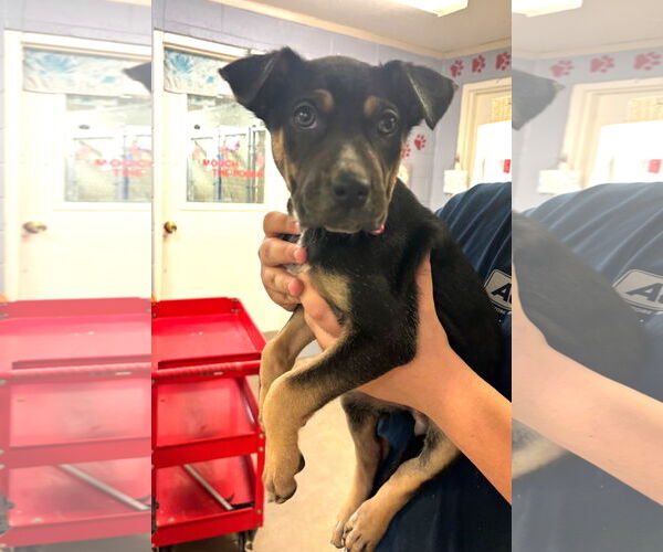 Medium Photo #1 Australian Shepherd-Rottweiler Mix Puppy For Sale in Amarillo, TX, USA