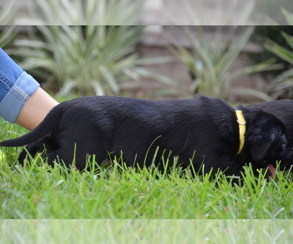 Medium Photo #6 Labrador Retriever Puppy For Sale in RICHMOND HILL, GA, USA