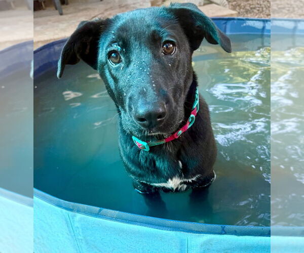 Medium Photo #34 Labrador Retriever-Unknown Mix Puppy For Sale in OKLAHOMA CITY, OK, USA