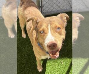 FONZIE - Male German Shepherd Dog-Unknown Mix Dog for Adoption - Photo #2