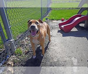 American Pit Bull Terrier-Unknown Mix Dogs for adoption in Decatur, IL, USA