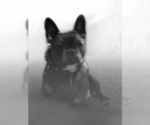 Small Photo #70 French Bulldog Puppy For Sale in LAS VEGAS, NV, USA