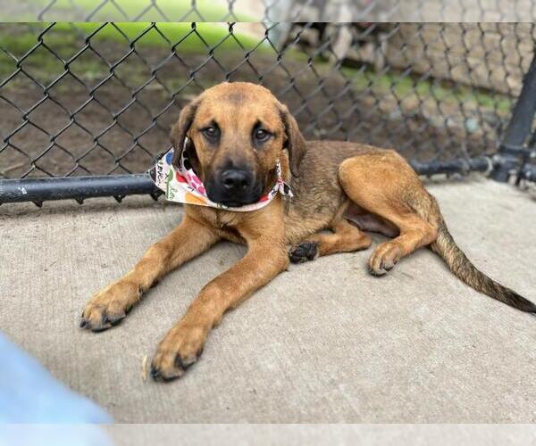 Medium Photo #2 Anatolian Shepherd-Unknown Mix Puppy For Sale in Tulsa, OK, USA